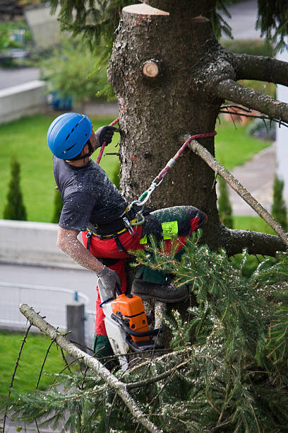 Best Hazardous Tree Removal  in Spring Hill, TN