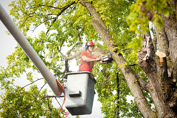 Best Tree Health Inspection  in Spring Hill, TN
