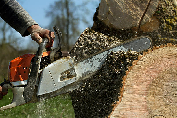 How Our Tree Care Process Works  in  Spring Hill, TN